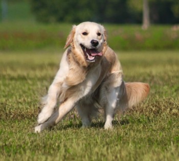 lien-rapide-chiens